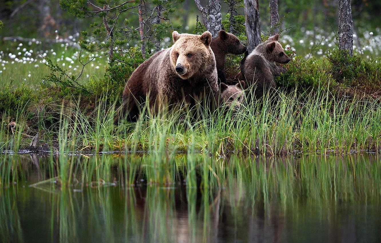 Бурый медведь Амурская область