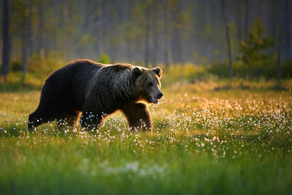 Бурый медведь Башкортостана
