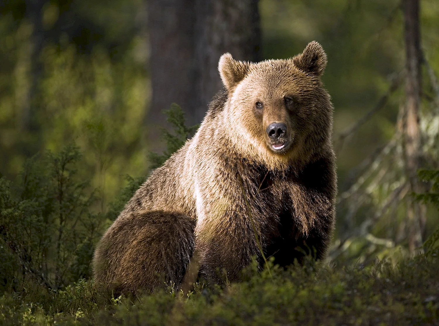 Бурый медведь Южный Урал