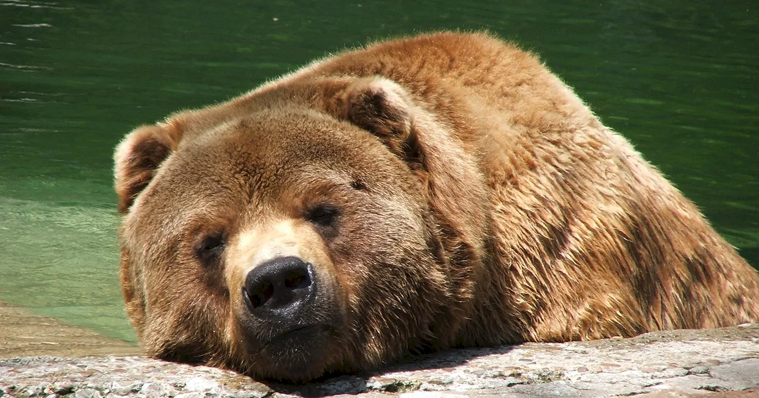 Бурый медведь Кадьяк