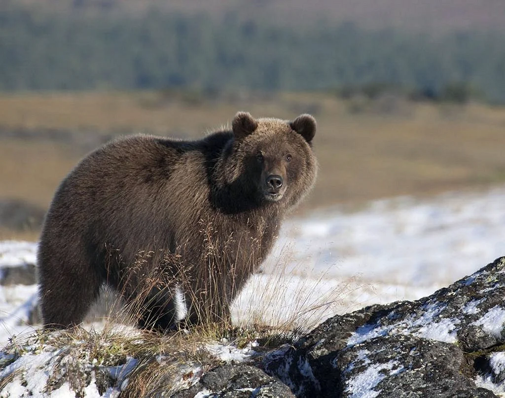 Бурый медведь Камчатки
