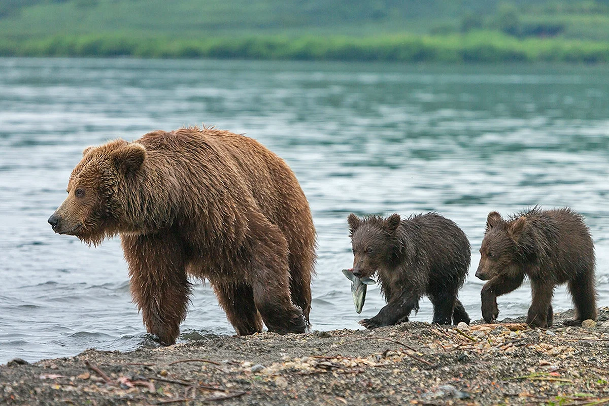 Бурый медведь Камчатки