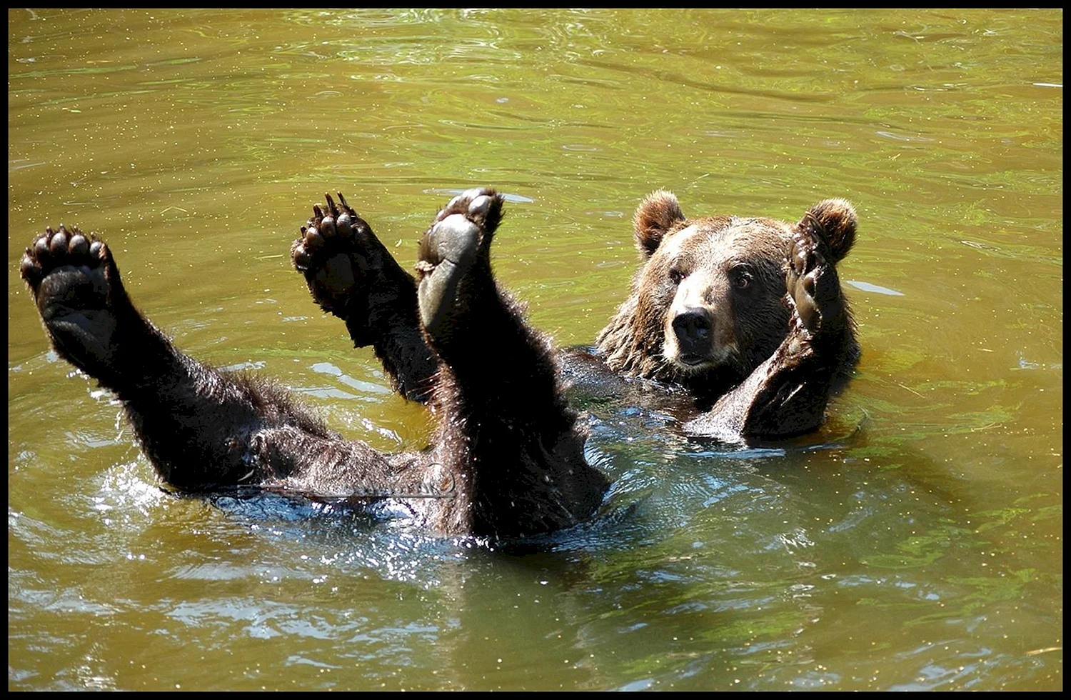 Бурый медведь купается