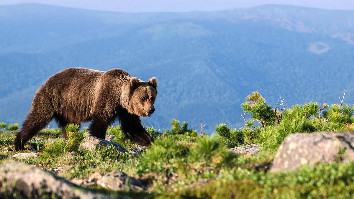 Бурый медведь Кузнецкий Алатау