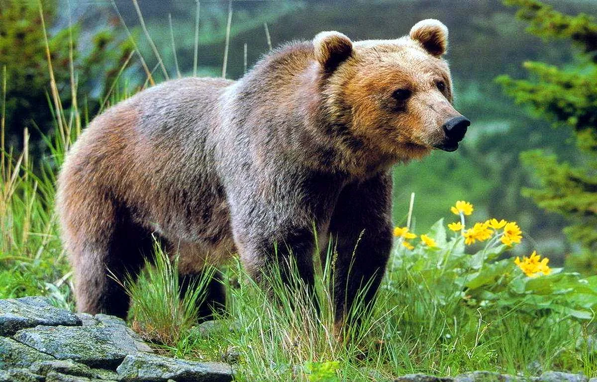Бурый медведь (лат. Ursus arctos)