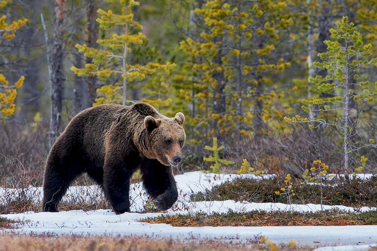 Бурый медведь Ленинградской области