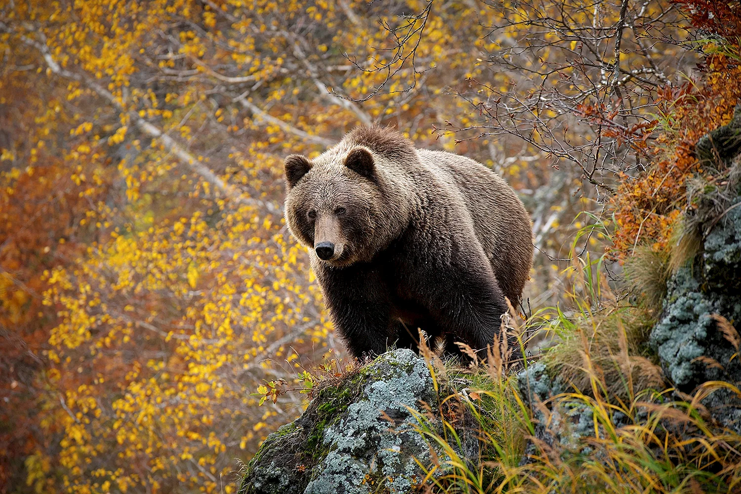 Бурый медведь леса России