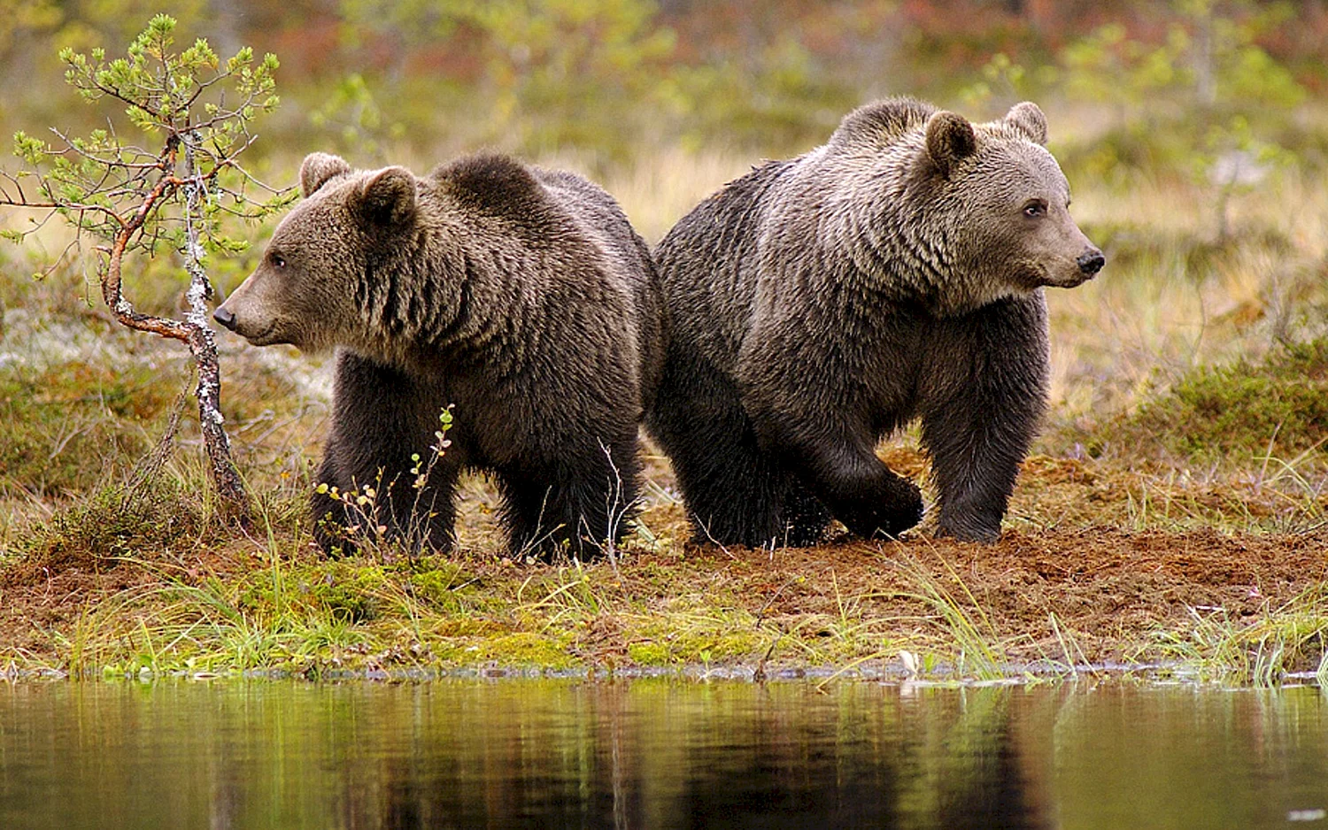 Бурый медведь Сахалин