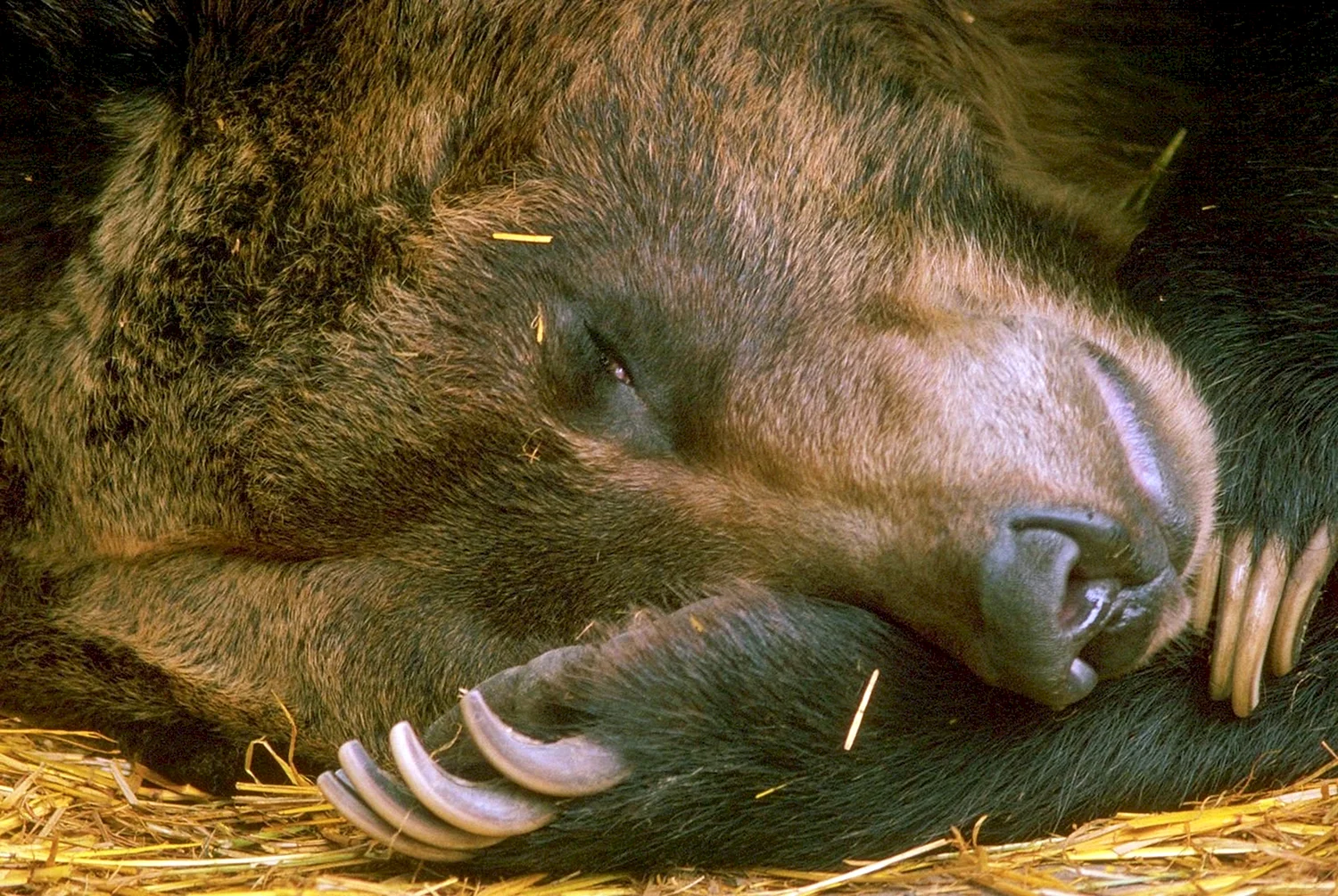 Бурый медведь спит в берлоге