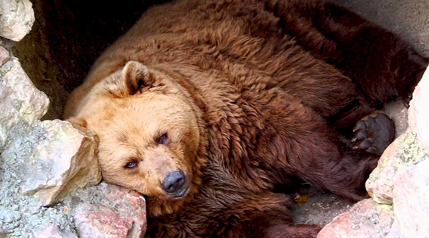 Бурый медведь в берлоге