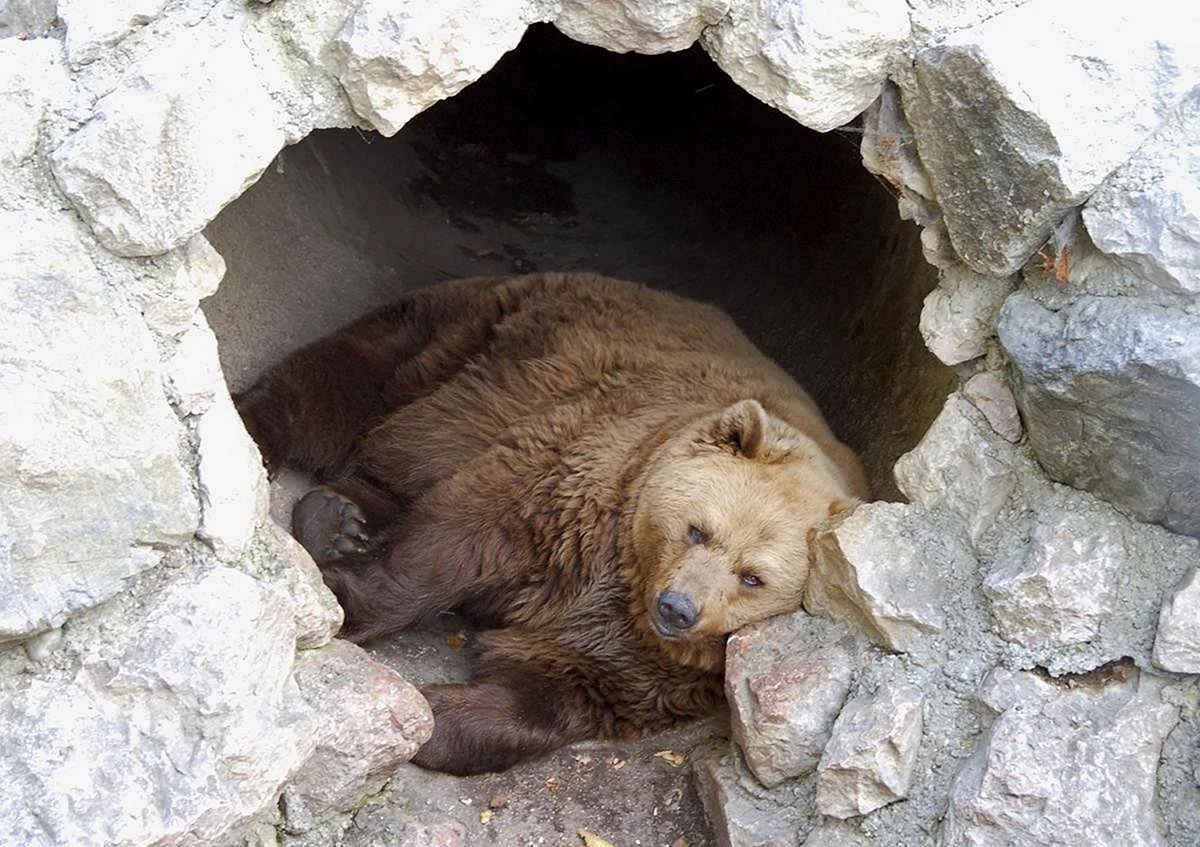 Медведь в берлоге из пластилина