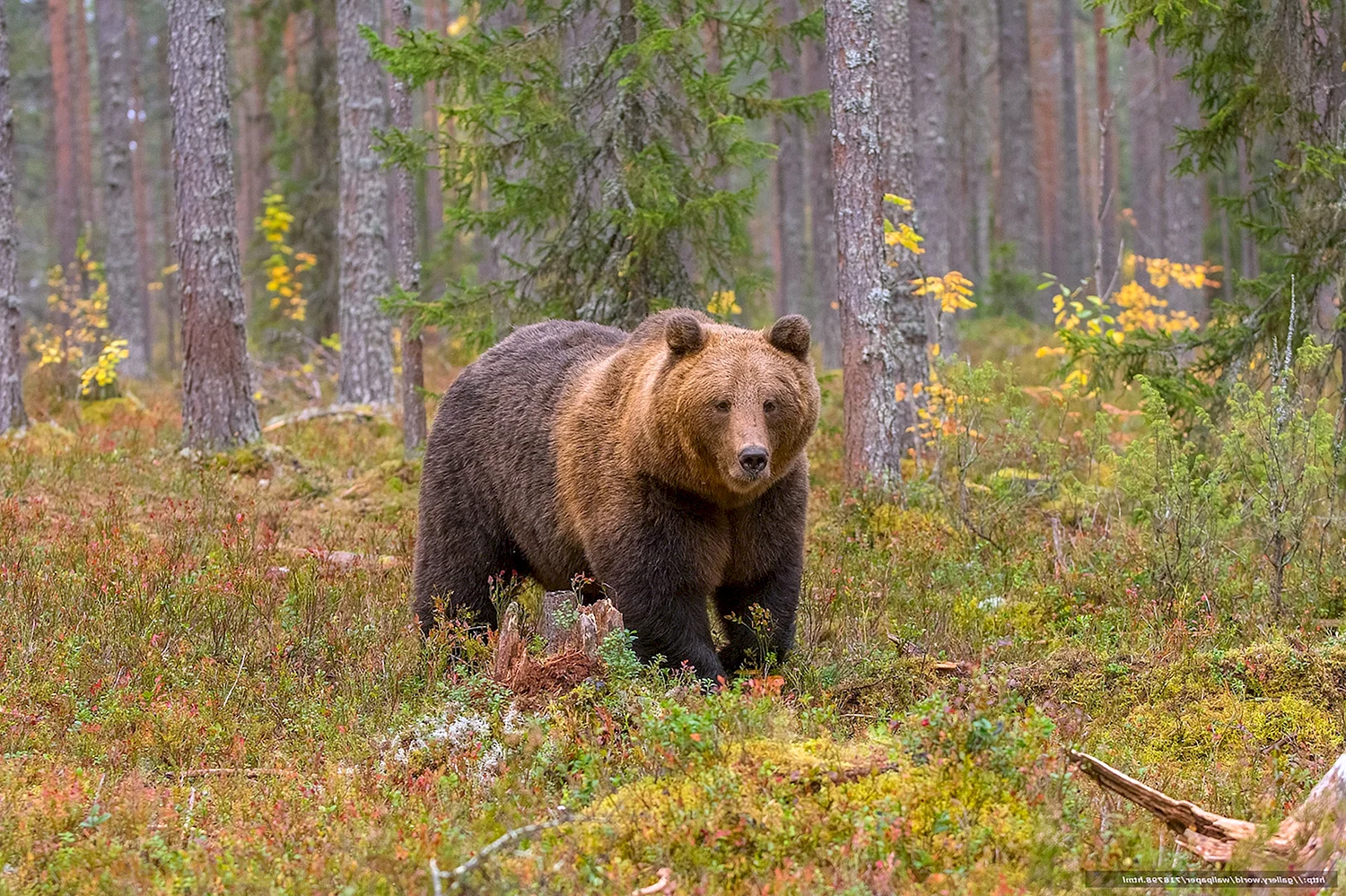 Бурый медведь в Чувашии
