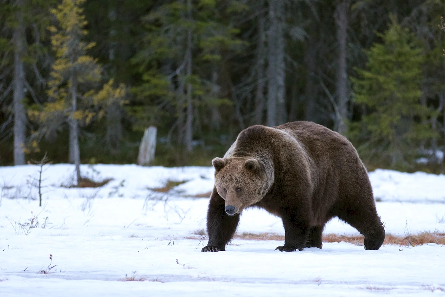 Бурый медведь в Якутии
