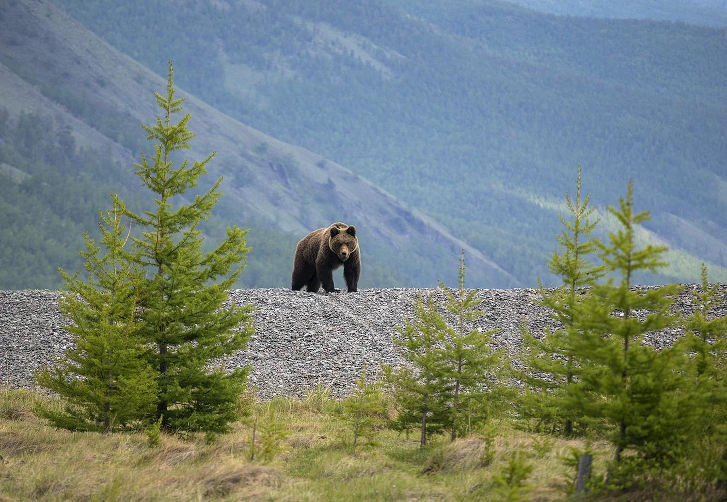 Бурый медведь в Иркутской области