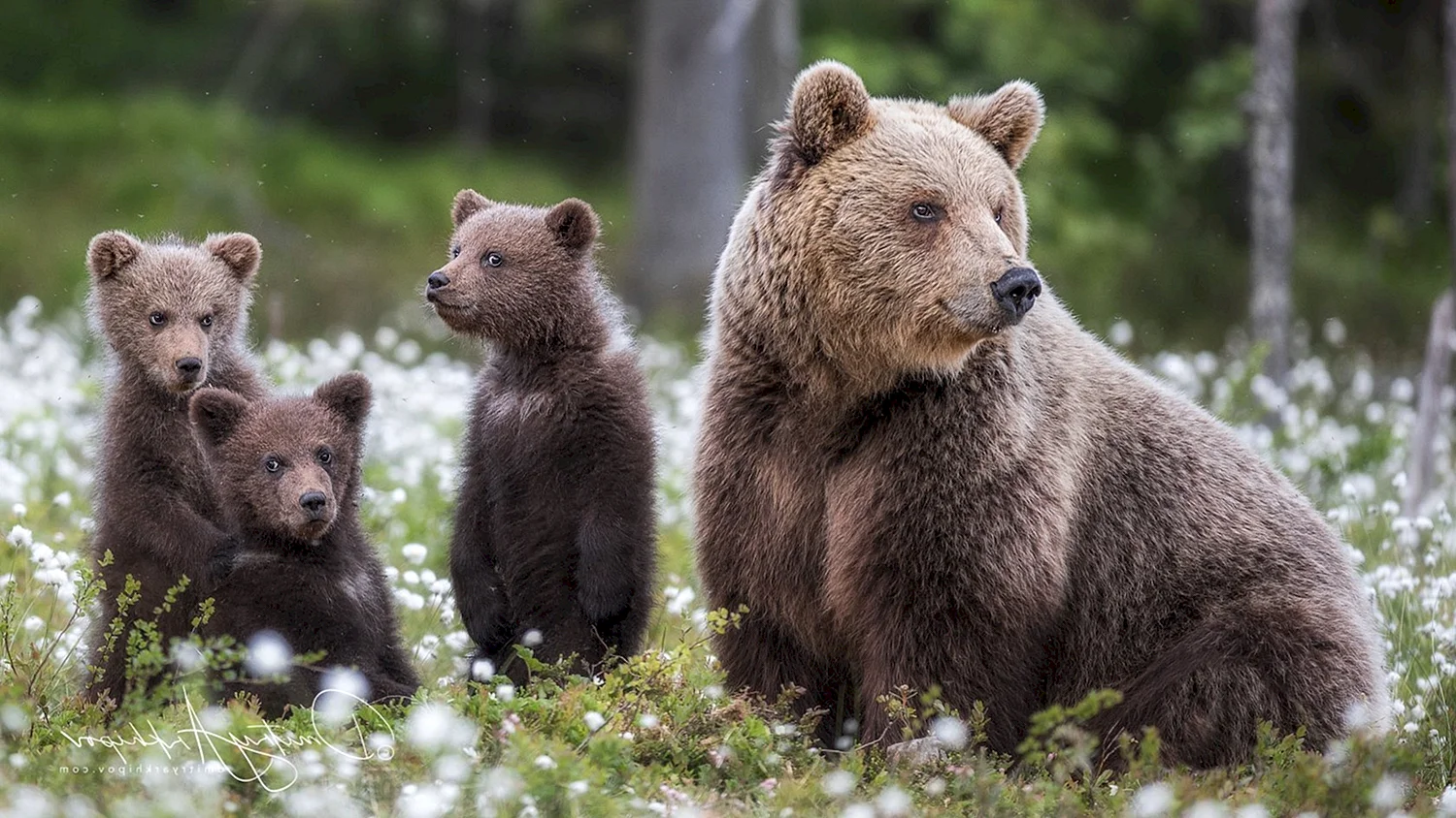 Бурый медведь в Калужской области