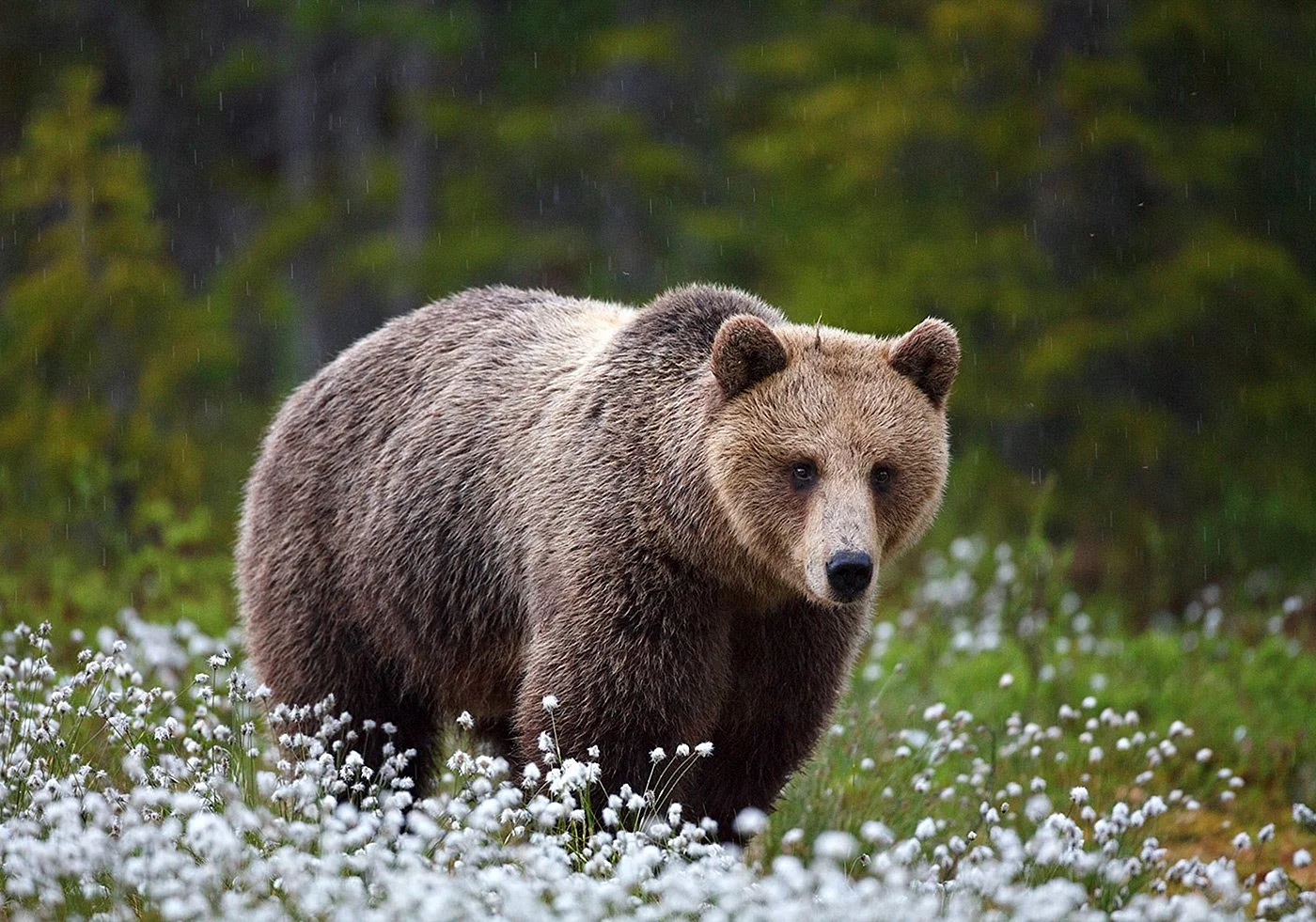 Бурый медведь в Карелии
