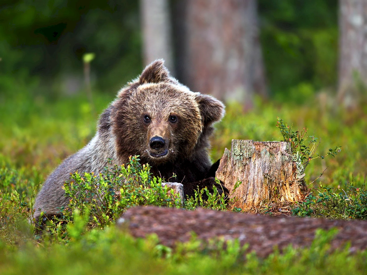 Бурый медведь в Карелии