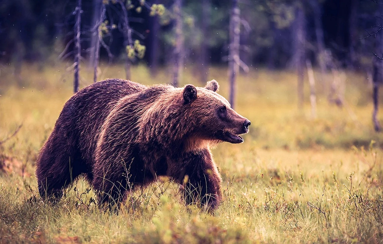 Бурый медведь в лесу Россия