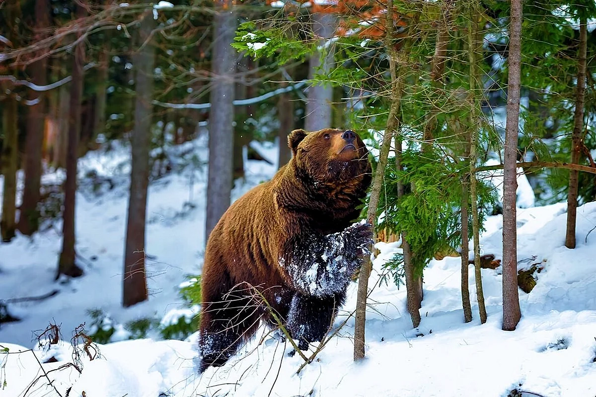 Бурый медведь зимой