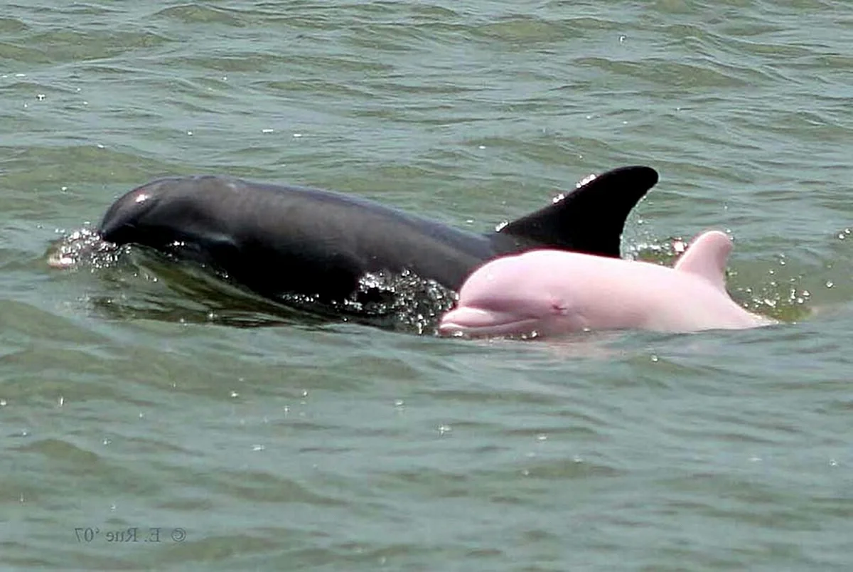 Бутылконосый Дельфин розовый