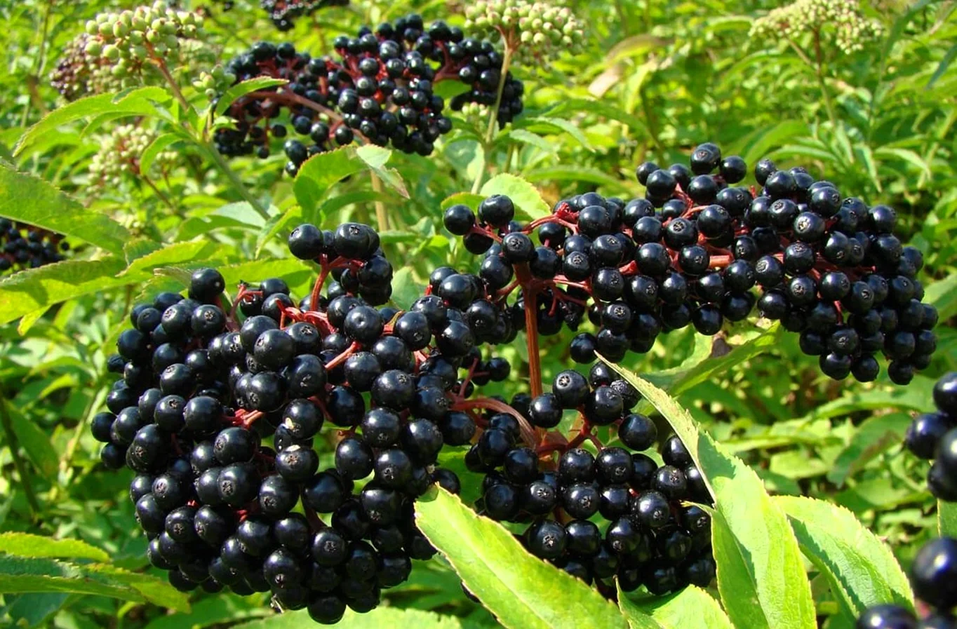 Бузина черная (Sambucus