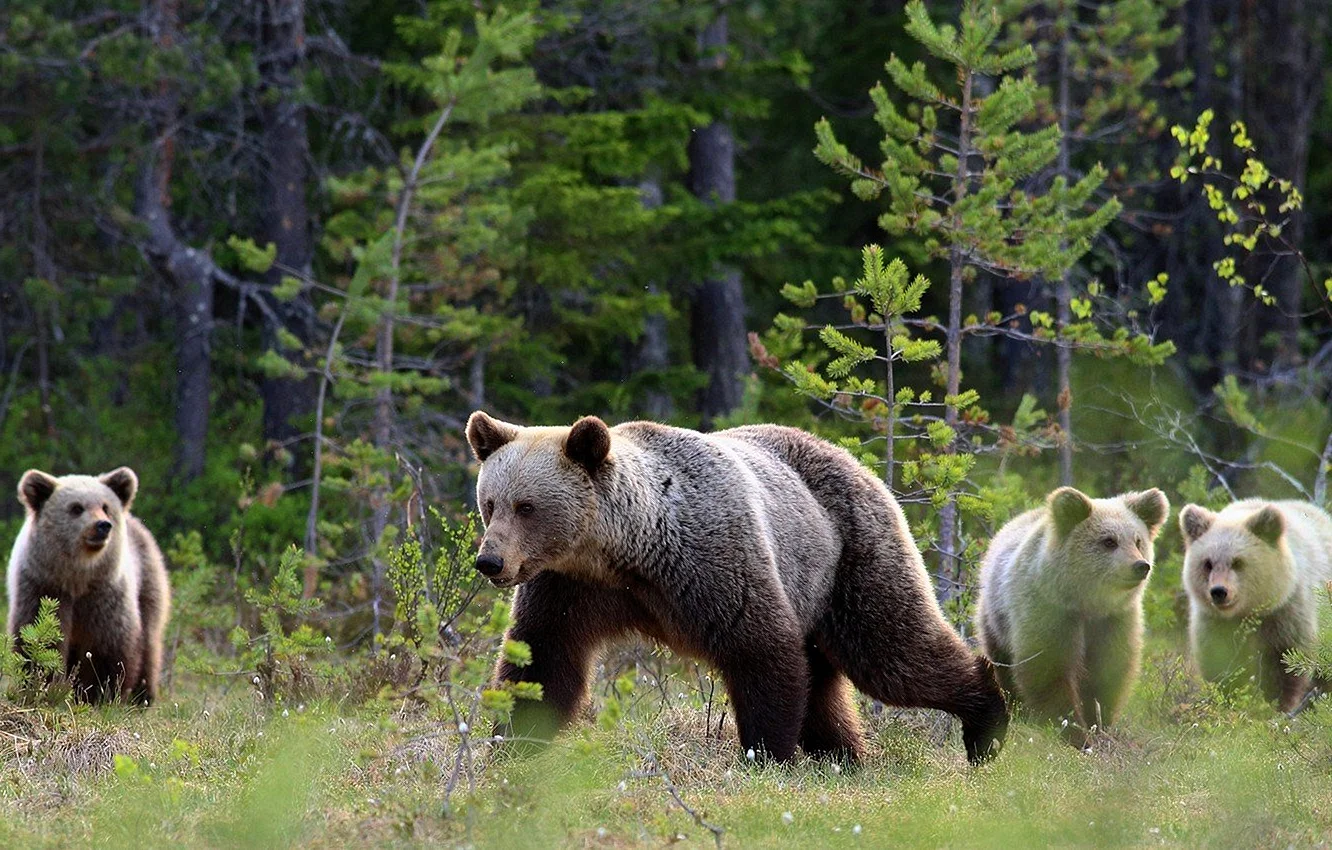 Бузулукский Бор национальный парк бурый медведь