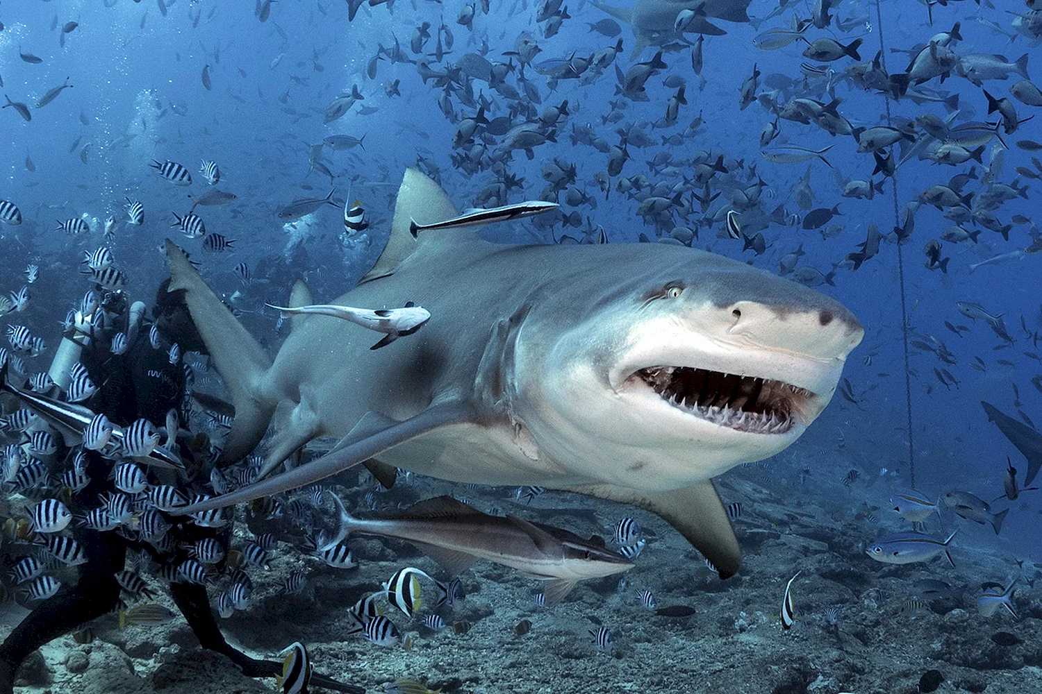 Бычья акула Флорида