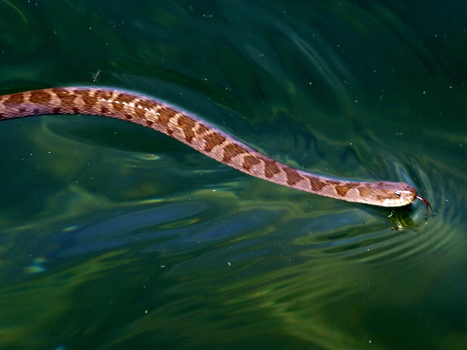 Бычколов змея Азовское море