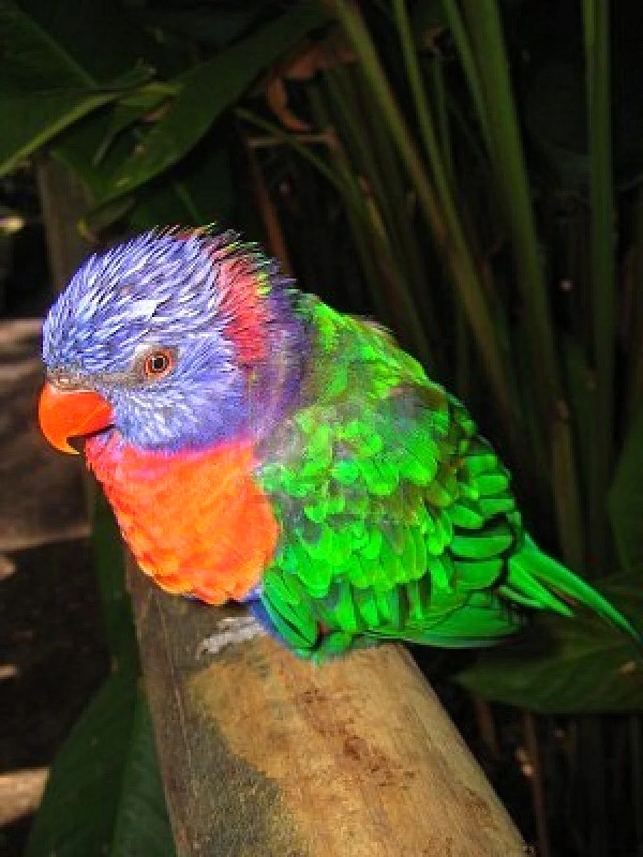 Бывают ли фиолетовые попугаи