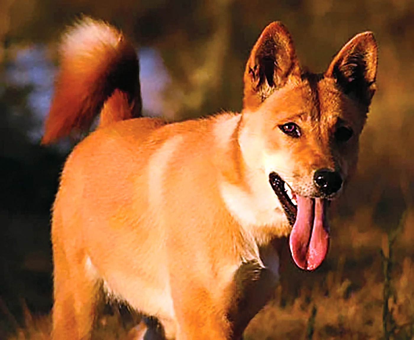 C) собака Динго (canis familiaris)