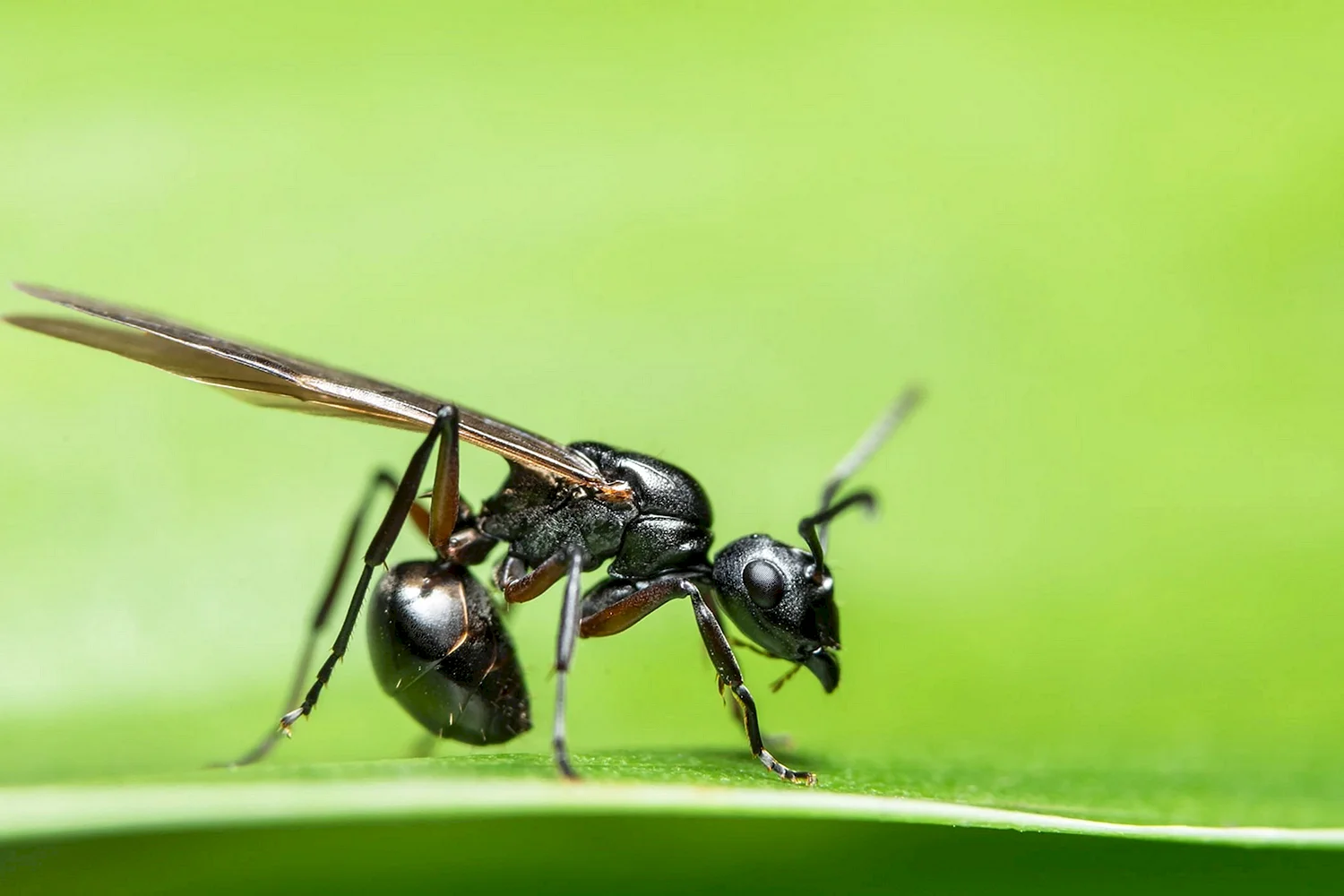 Camponotus herculeanus sachalinensis