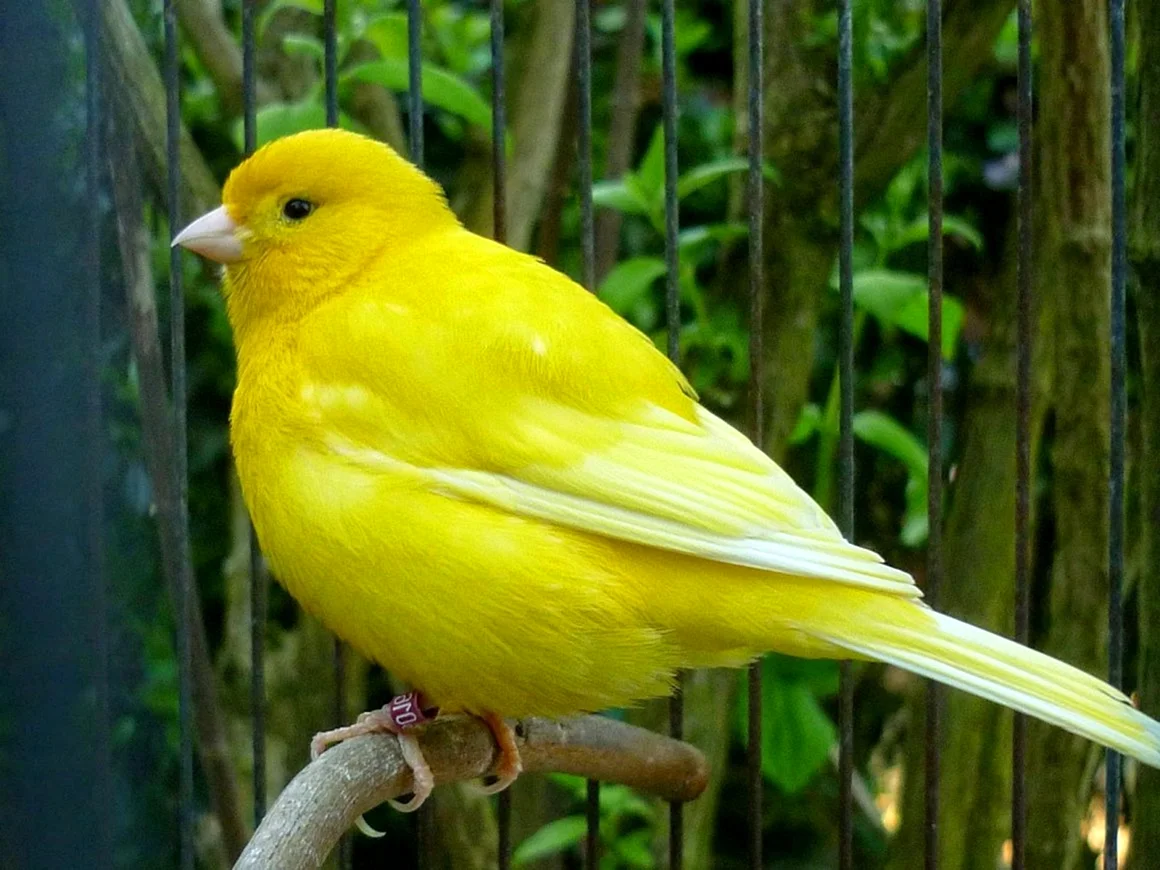 Canary - канарейка