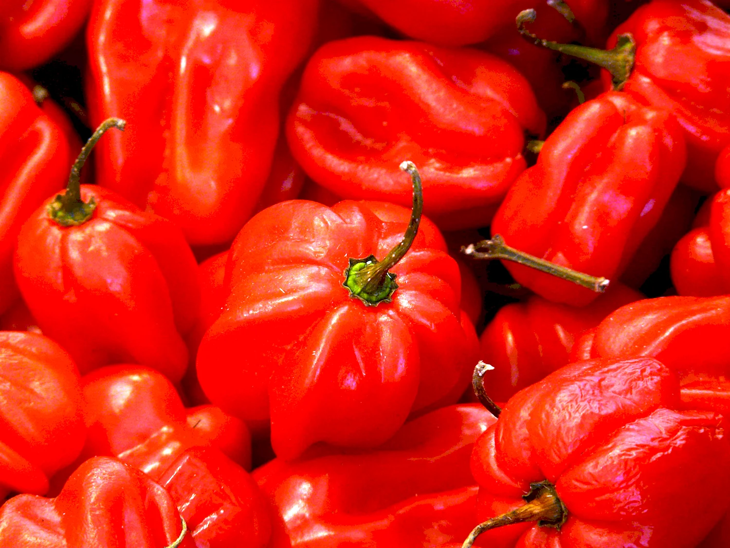 Capsicum chinense перец