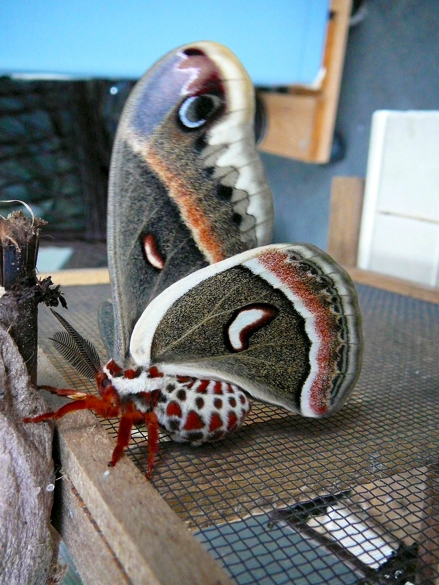Cecropia Moth бабочка
