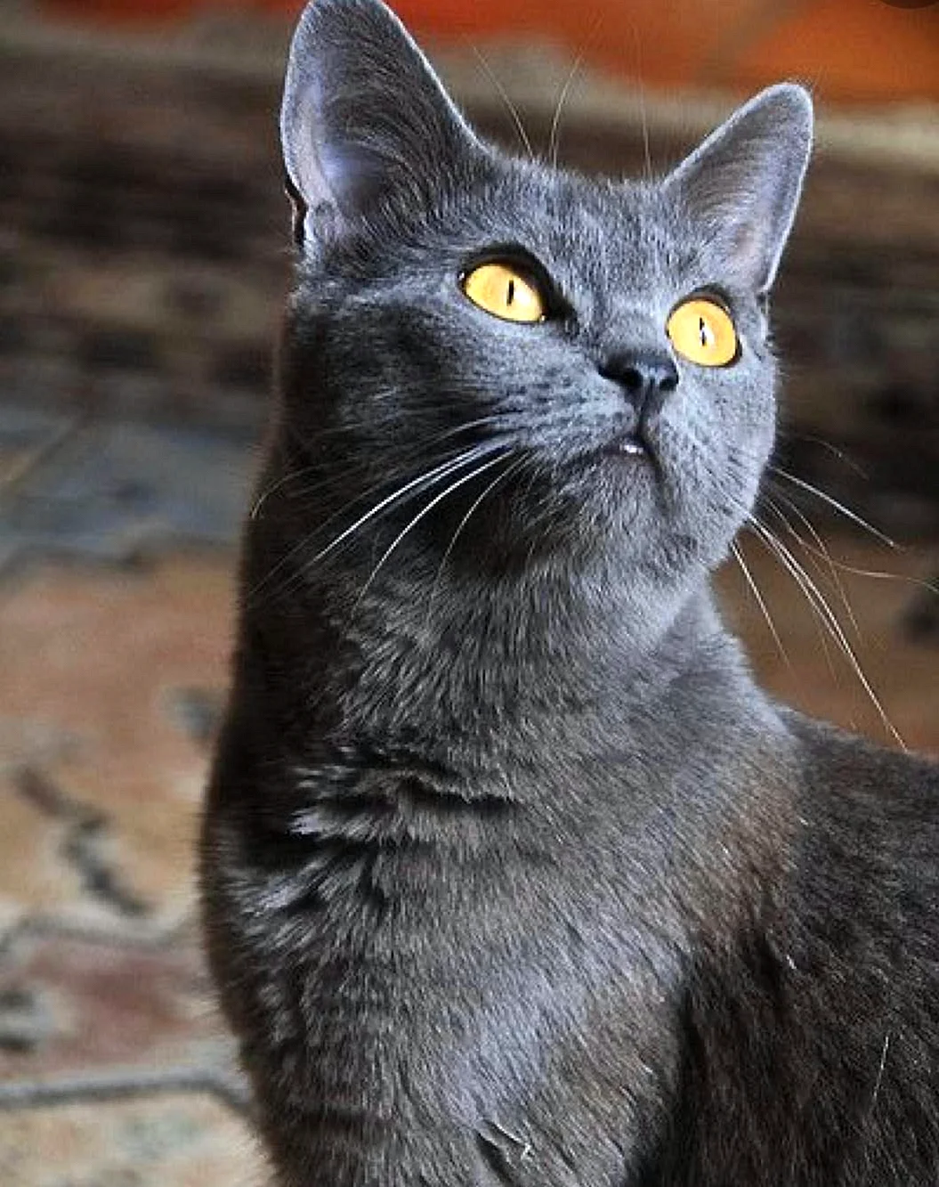 Certosino кошка