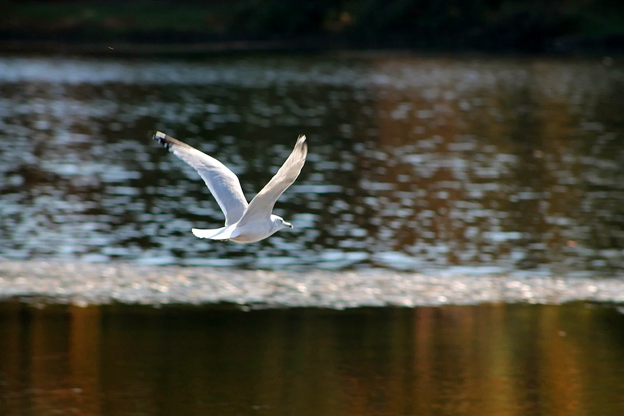 Чайка над озером