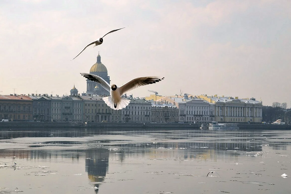 Чайка Санкт-Петербург