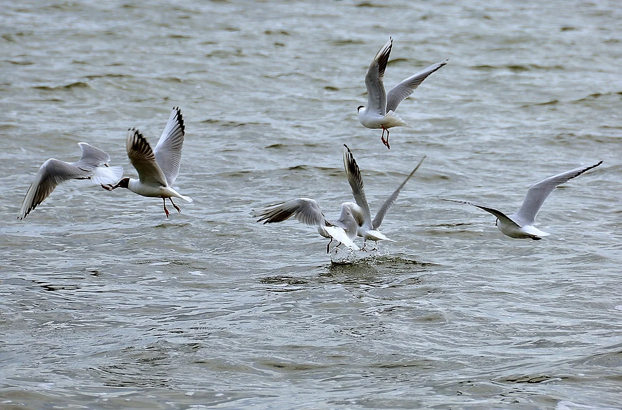 Чайки на озере