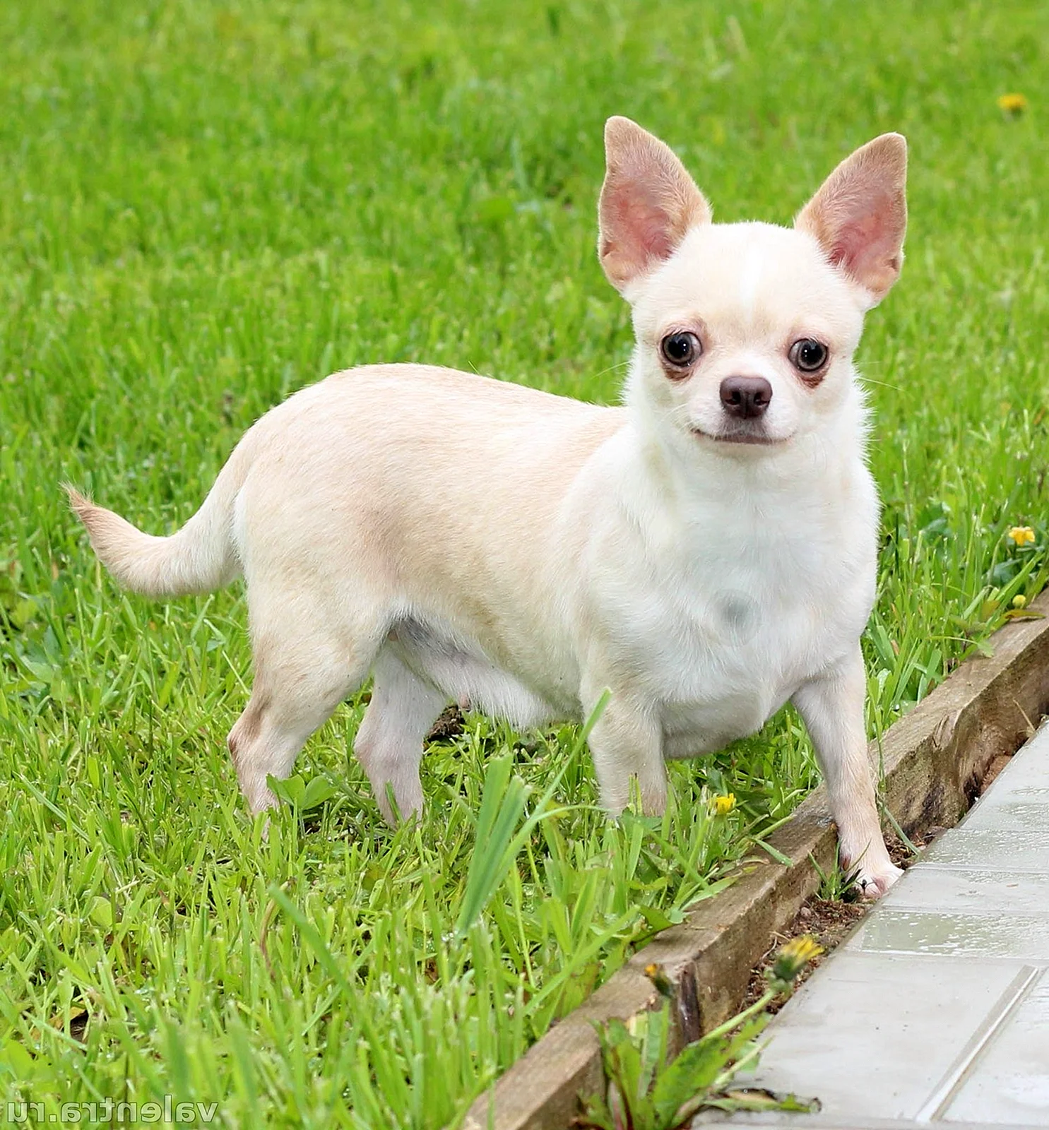 Чихуахуа фото взрослой собаки короткошерстные фото