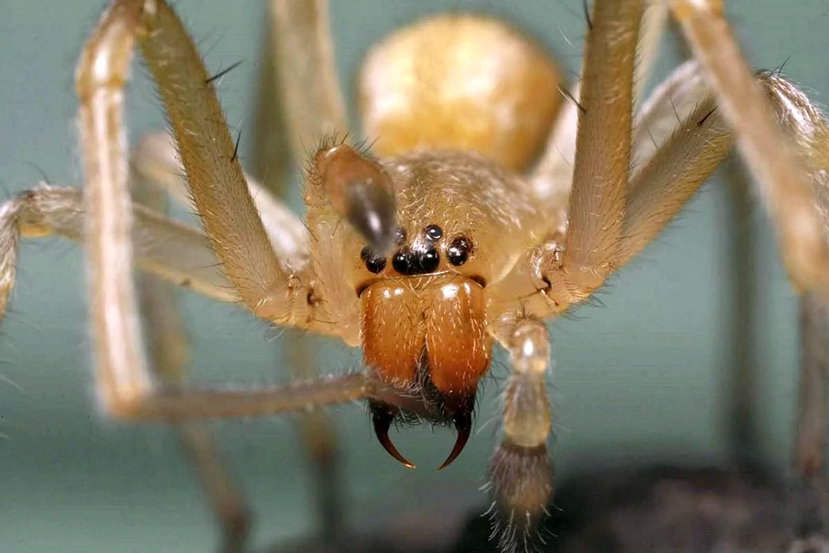Cheiracanthium inclusum паук