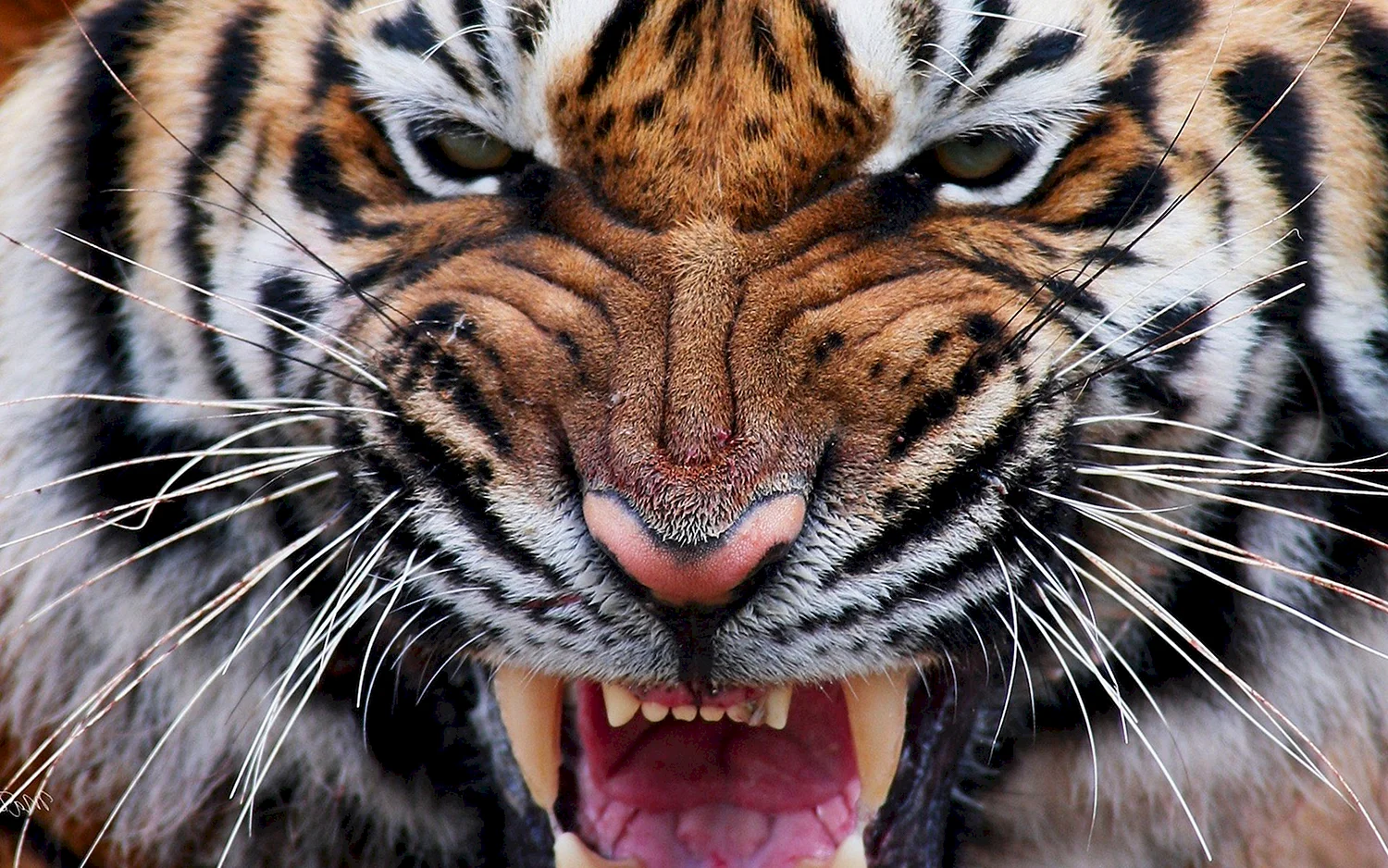 Чехол тигра luxo на iphone 5s