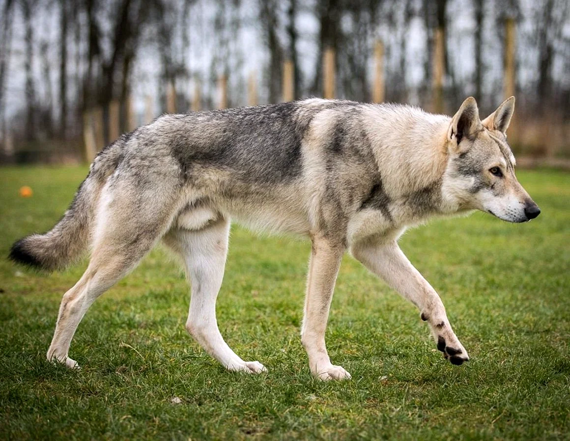 Чехословацкая Волчья собака