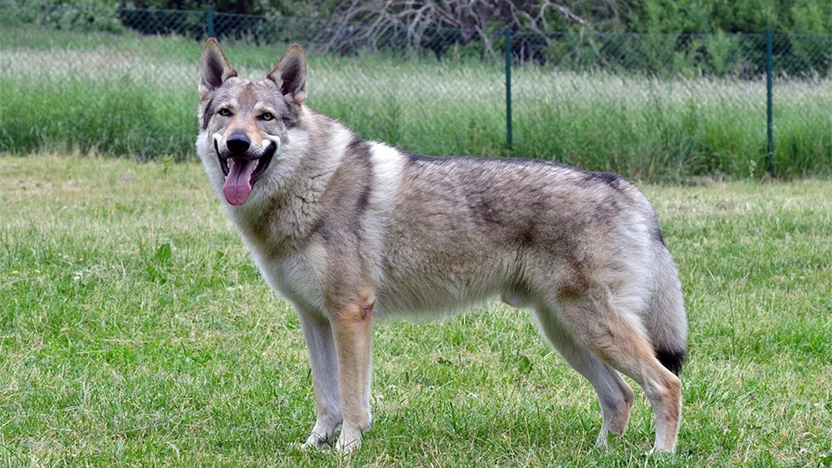 Чехословацкая Волчья собака Луна