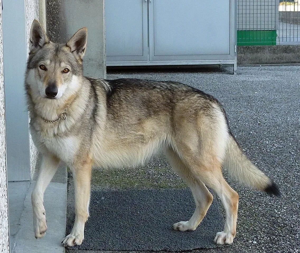 Чехословацкий влчак самка