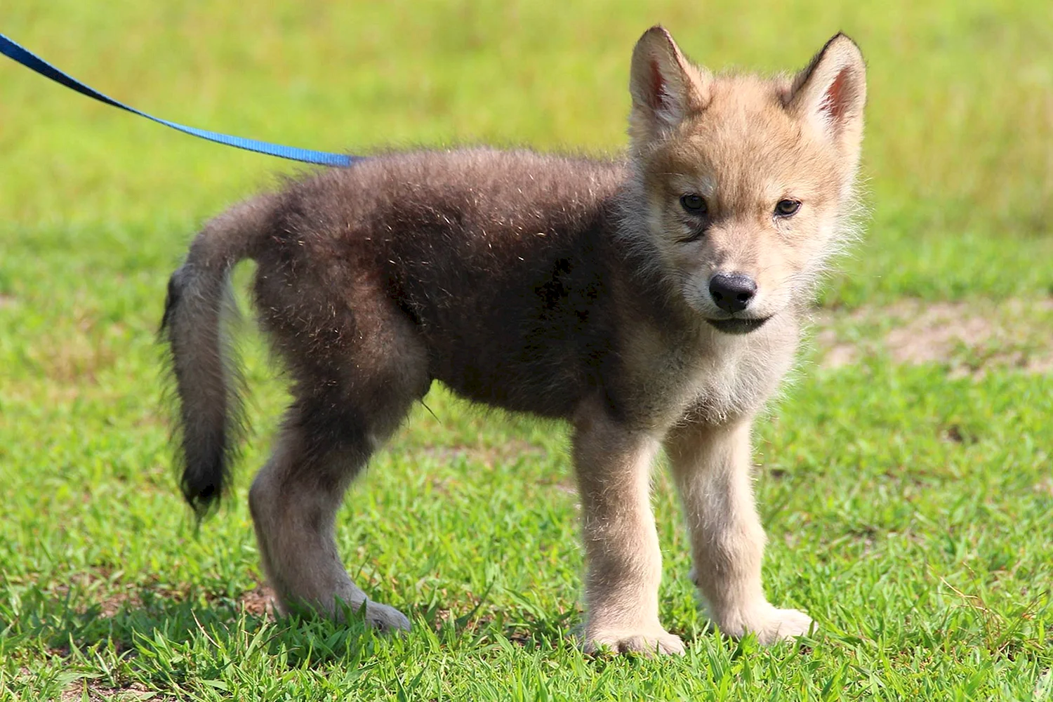 Чехословацкий влчак щенок маленький
