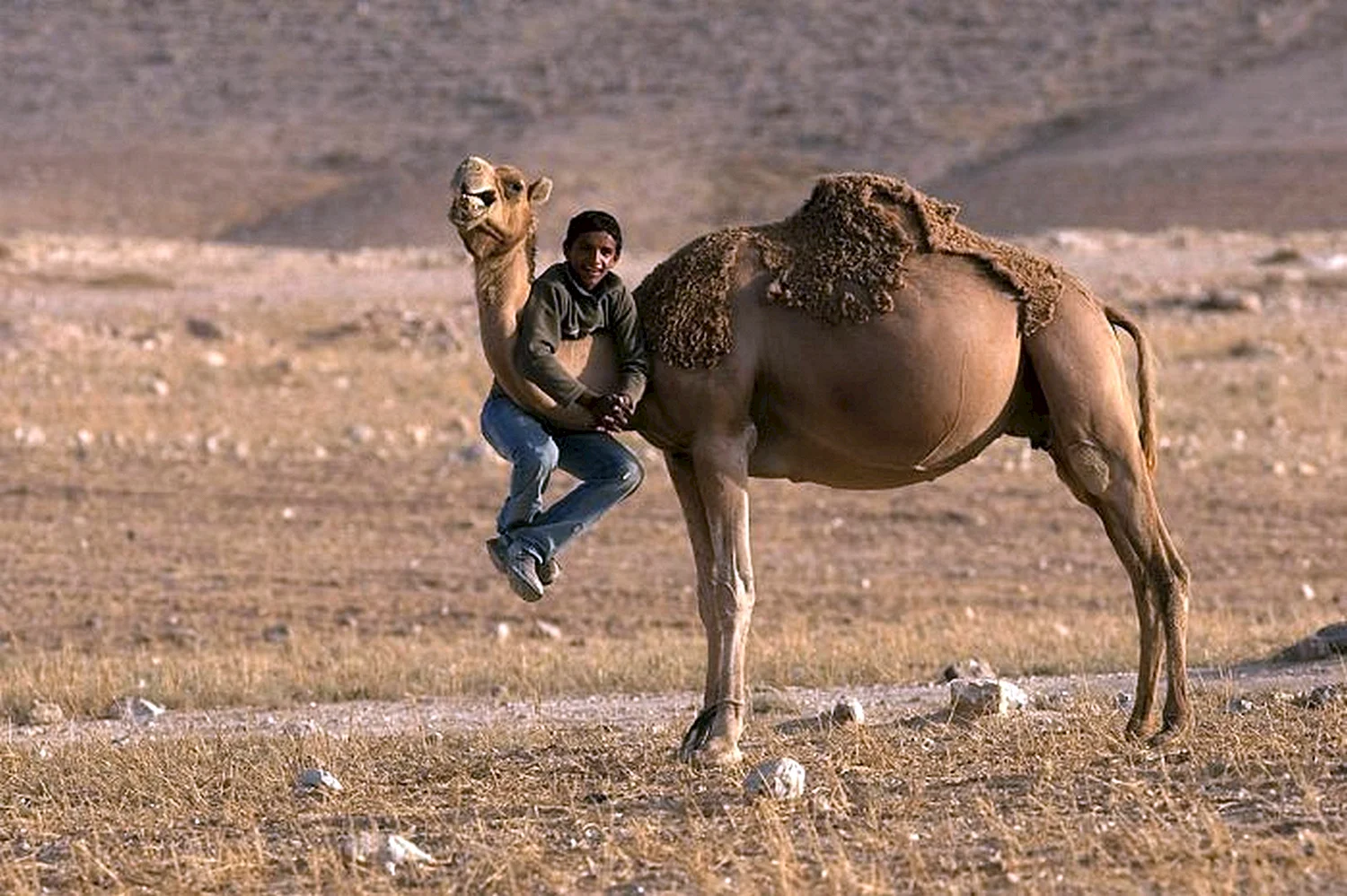 Человек на верблюде