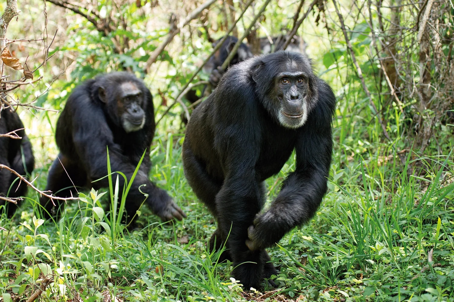 Человекообразные обезьяны шимпанзе
