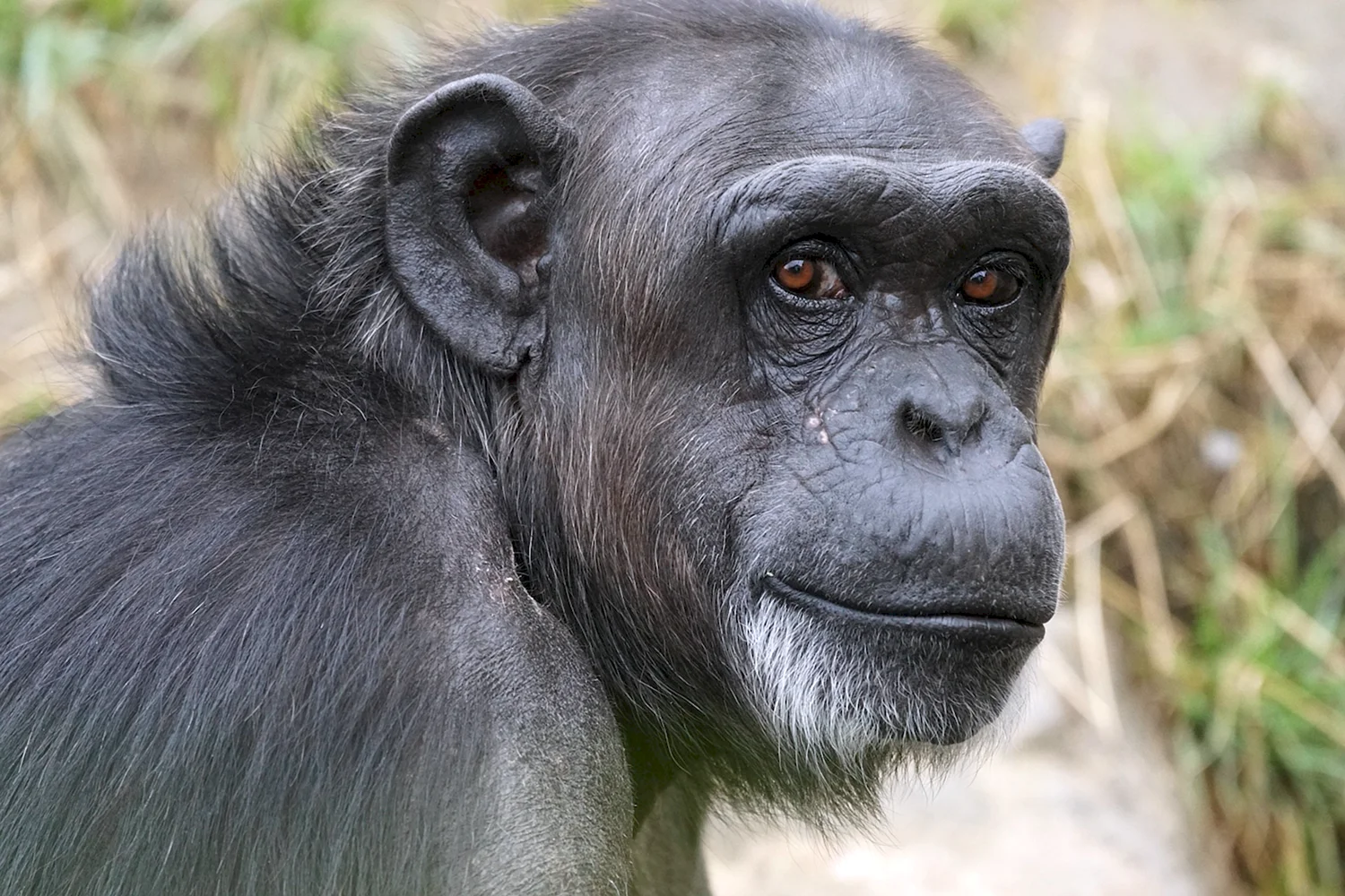 Человекообразные обезьяны (шимпанзе, орангутанг, горилла)