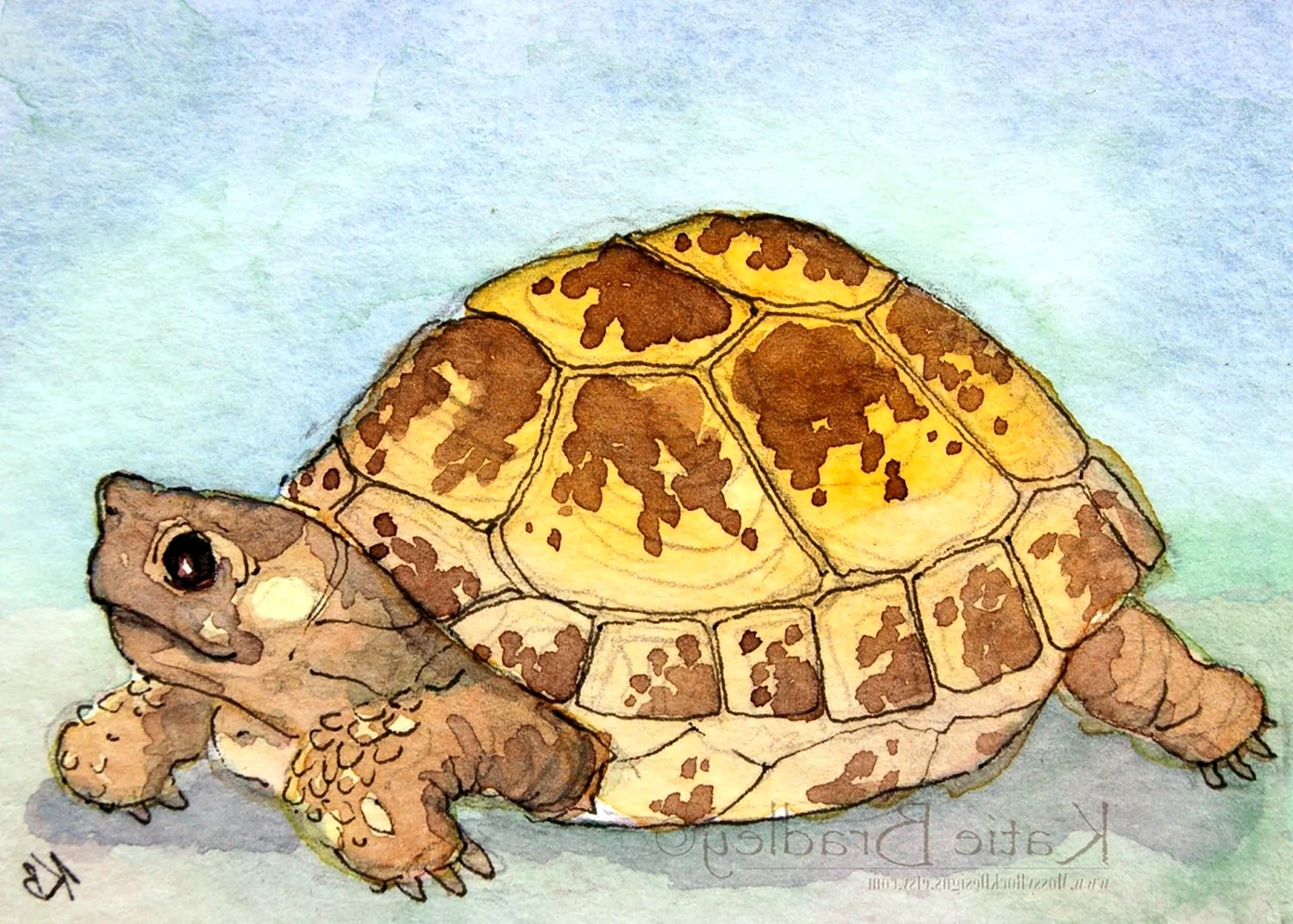 Черепаха Касьяра