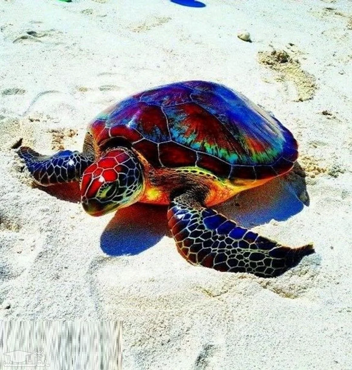 Черепахи Атлантики Панама